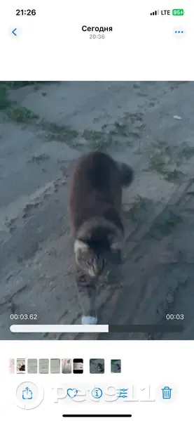 Пропала кошка, ул. Городцова, 36 - photo