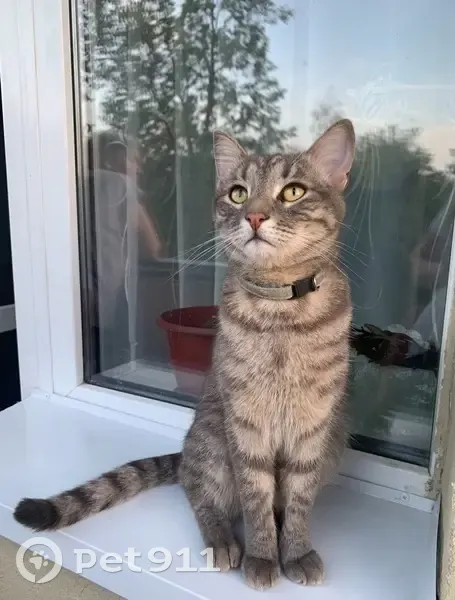 Пропала кошка, ул. Тимирязева, 50 - photo