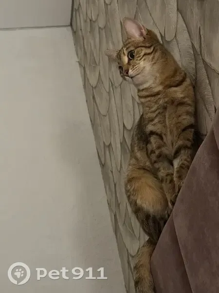 Пропала кошка, Полетаево, Почтовая 89 - photo