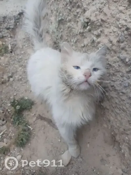 Кошка у магазина 