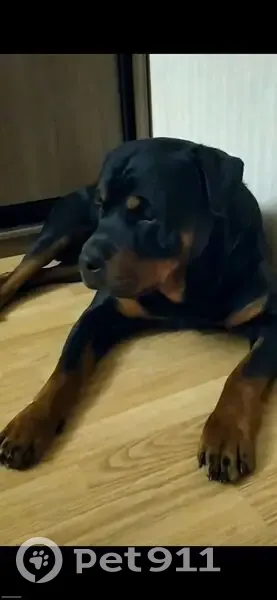 Пропала собака, Волноваха, вулиця 1 Травня - photo