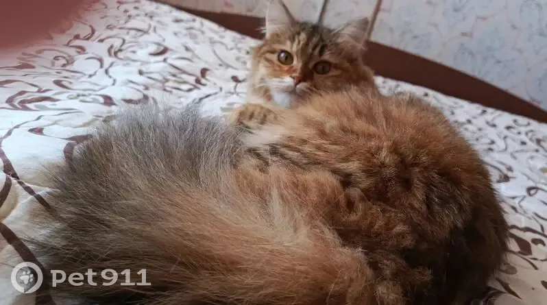 Пропала кошка, Кададинская ул., 30 - photo