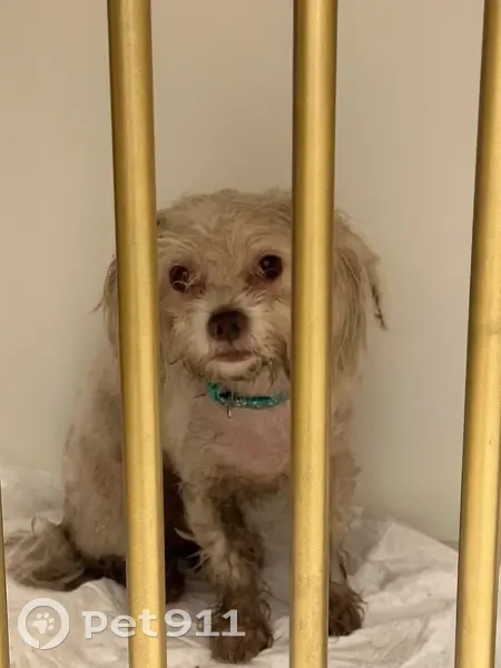 Собака на Новая ул., 1, Пуговичино - photo