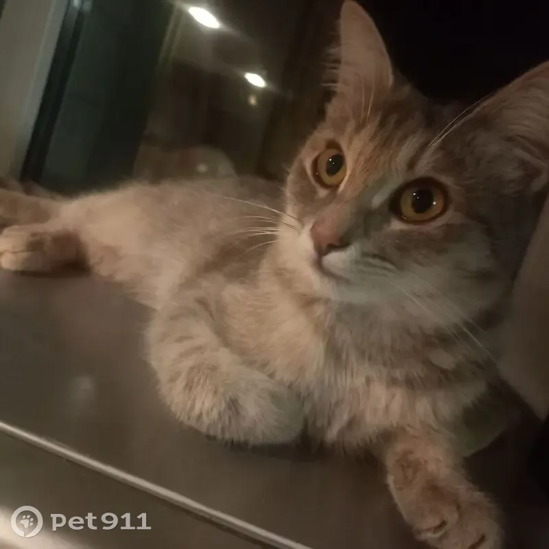 Пропала кошка, Новолакское, Дагестан - photo