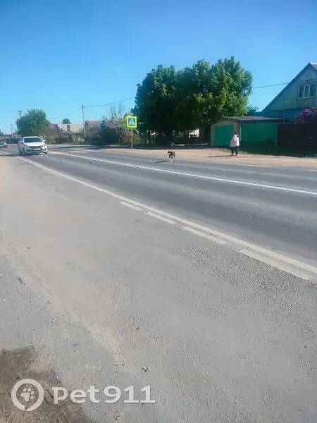 Собака на Центральной, 109, Ситовка - photo