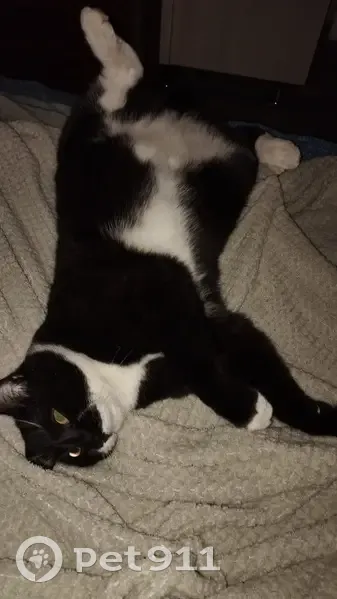 Пропала кошка, ул. 6-я Линия, 51, Ростов-на-Дону - photo