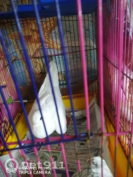 Белый голубь найден: Ораниенбаумский пр., 20 - photo