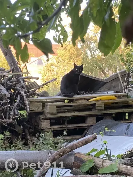 Пропала черная кошка, ул. Маточкина, 8 - photo