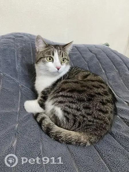 Кошка найдена: Пролетарская 43А, Томск - photo