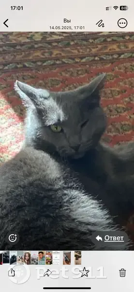 Пропала серая кошка, Проезжая 28, Оренбург - photo