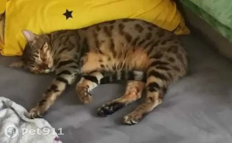 Пропала кошка, ул. Кутузова, 42, Крск - photo