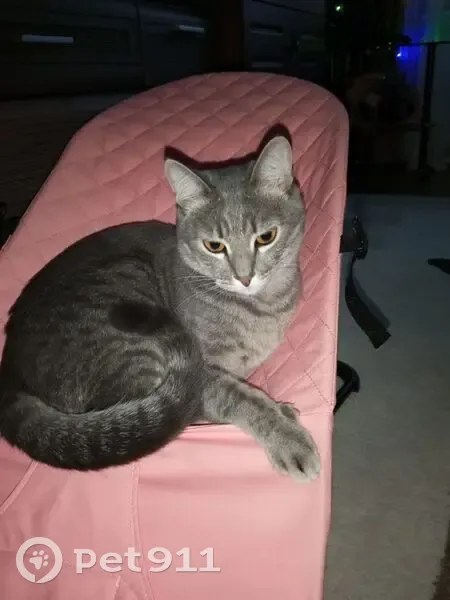 Пропала кошка, Турынинская 9, Калуга - photo