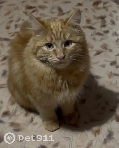 Пропала кошка, ул. Островского, 55, Окуловка - photo