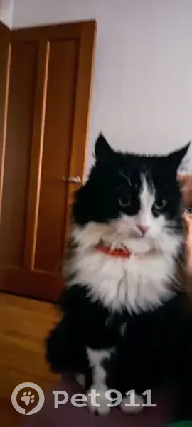 Пропала кошка, ул. Древлянка 21, Петрозаводск - photo