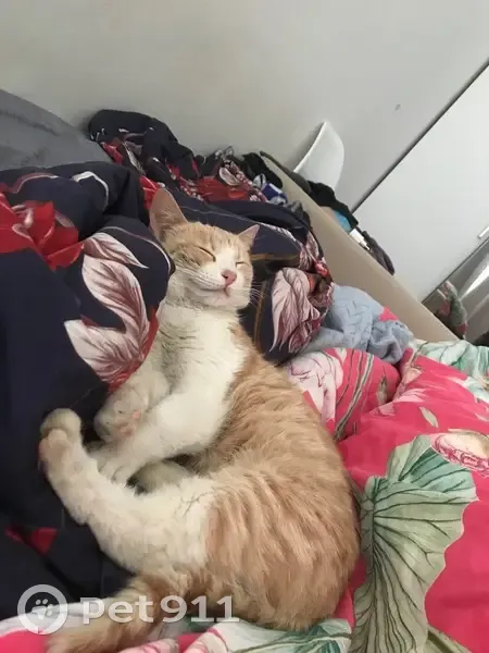 Кошка найдена у магазина, СПб - photo