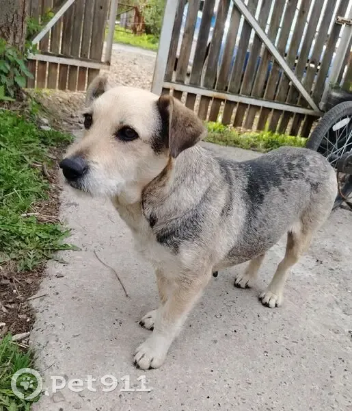 Собака найдена на Озерной, 48, Железнодорожный - photo