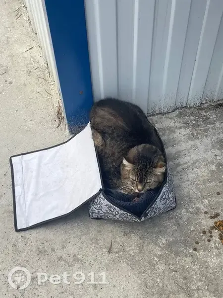 Кошка найдена: Отрадный пер., Сайгатина - photo