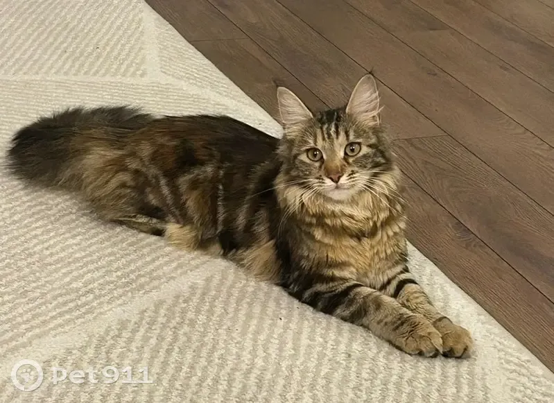 Пропала кошка, ул. Парадная, 5, Челябинск - photo