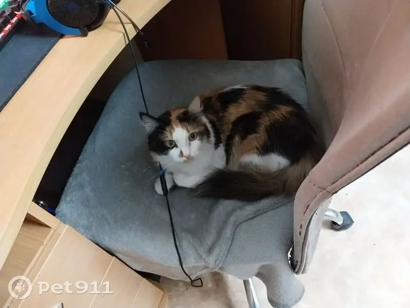 Пропали 2 кошки, Томилинская ул. 10, Оренбург - photo