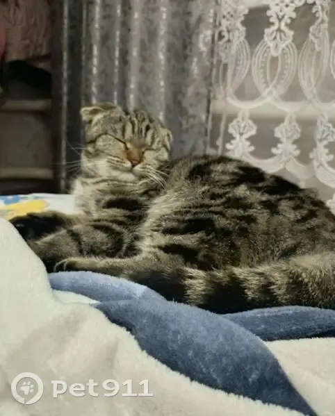 Пропала кошка, ул. Чорос-Гуркина 50 - photo