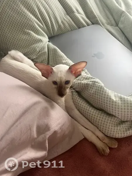 Пропала кошка, Урожайное, Алтайский край - photo