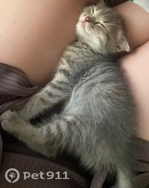 Пропала кошка, Братьев Коростелевых 61 - photo