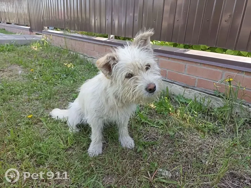 Собака найдена: ул. Покровская, 21, Липецк - photo