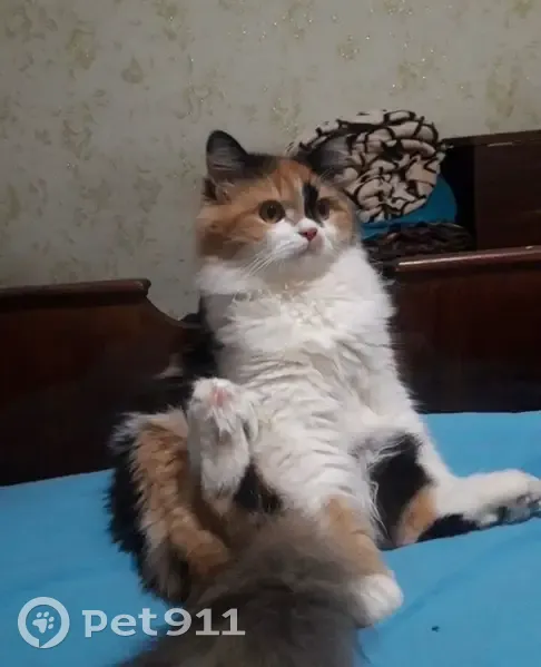 Пропала кошка, Самара - photo