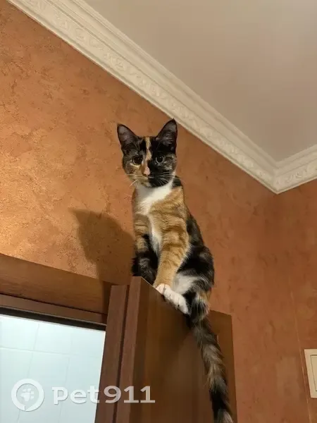 Пропала кошка на Попов проезд, 1к1, Москва - photo