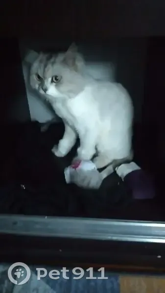 Пропал кот, ул. Октябрьская 123. - photo