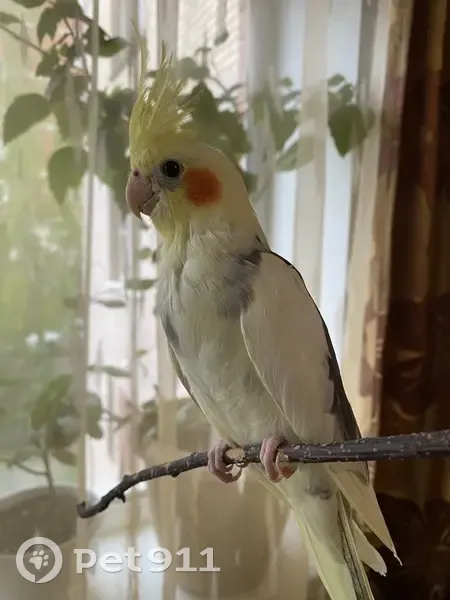 Пропала корелла, ул. Советская 54, Голицыно - photo