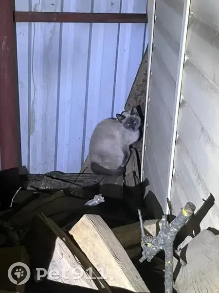 Кошка найдена: ул. Шишкова, 84г, Тверь - photo