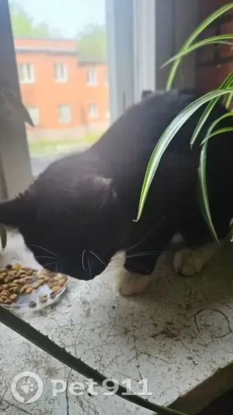 Кошка найдена у д/с: Гостиный пер., 5, Щёлково - photo