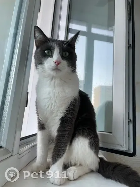 Пропал кот Пушистик в районе Заречного, Астана - photo