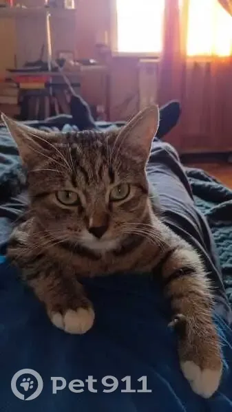 Пропала кошка, ул. П. Сухова 42, Г-Алтайск - photo