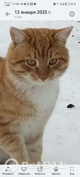 Пропала кошка на 8 улице 7 коллектор - photo