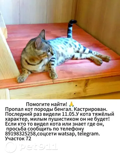 Пропала кошка в районе хутора Готовицкого - photo