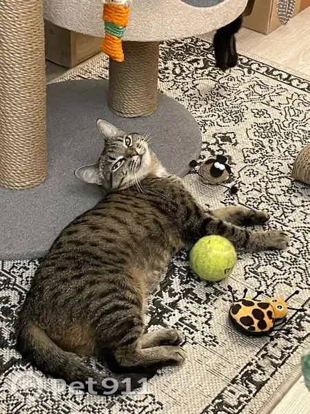 Пропала кошка, ул. 22 Партсъезда, 19 - photo