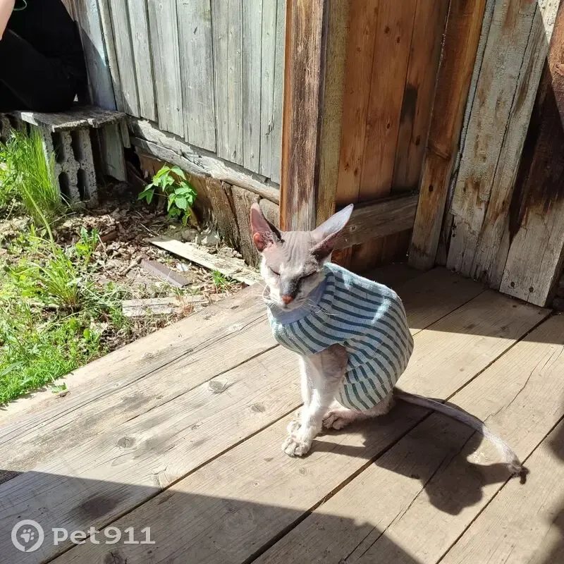 Найдена кошка в Канлы, Башкортостан - photo