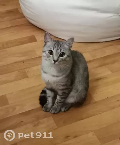 Пропала кошка, пр. Ленина 13, Курумоч - photo