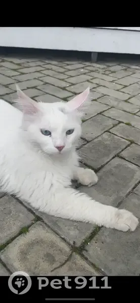 Кошка найдена: Московская наб., 5, Чебоксары - photo