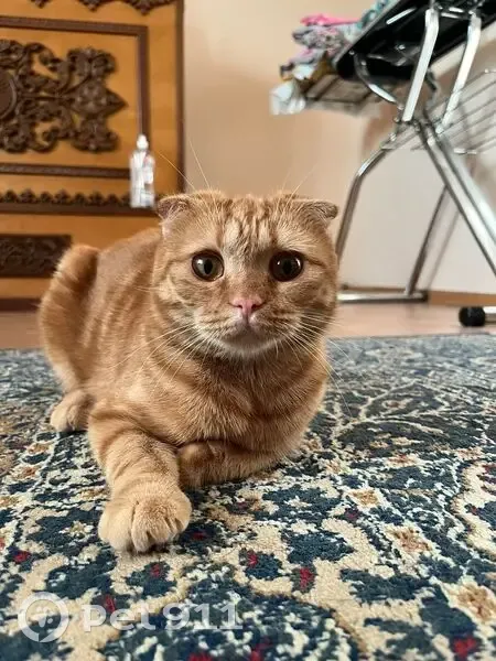 Пропала кошка в Ройке, Нижегородская обл. - photo