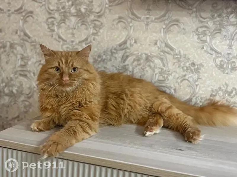 Пропала рыжая кошка, Уварово, Революционная 31 - photo