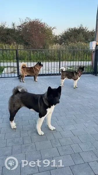 Пропали акита, Кузнечный 1, Ласкино - photo