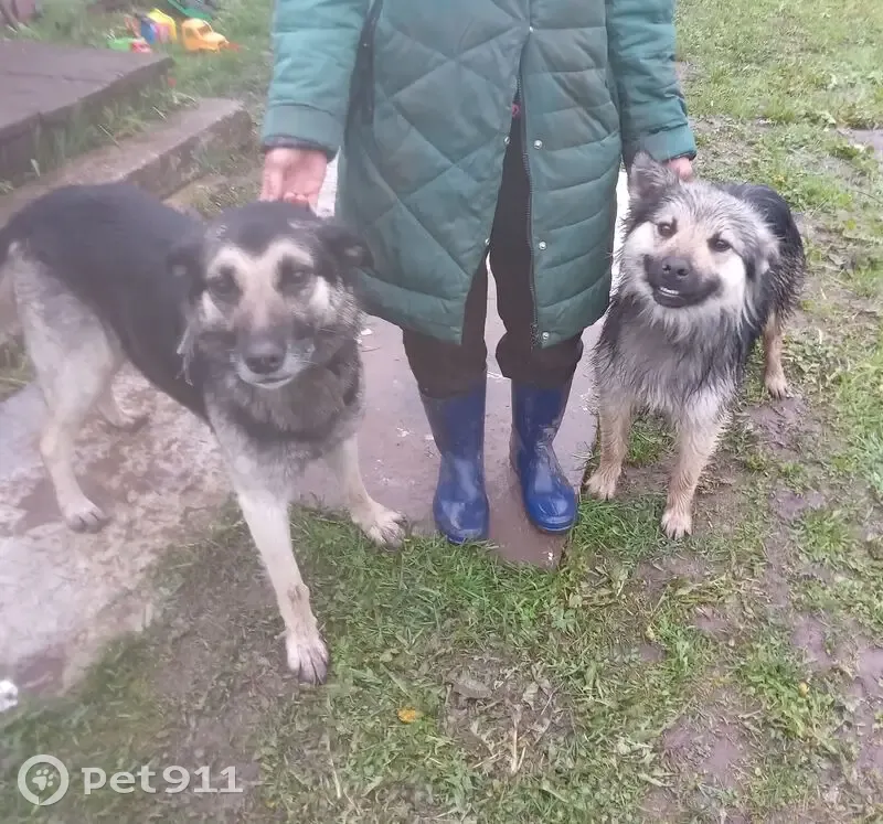 Собаки найдены в Чамово, Смоленская обл. - photo