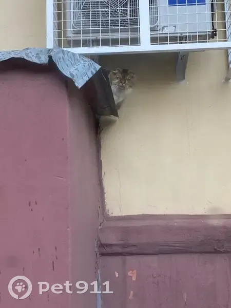 Ласковая кошка найдена: ул. Петрова, 2 - photo