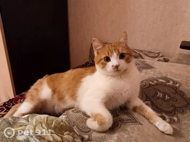 Пропала рыжая кошка, Белгород, Строителей 18 - photo