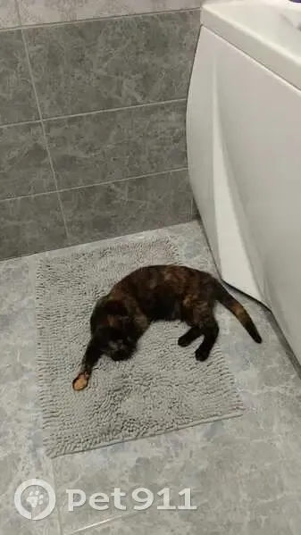 Пропала кошка Муся, Ясеневая 66, Белгород - photo