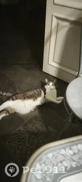 Пропала кошка, 10-я Линия В.О., 43 - photo