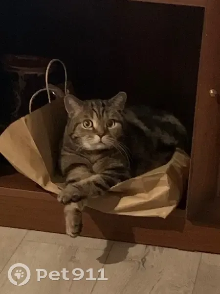 Пропала кошка, Новосибирск, обл. - photo